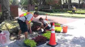 Commercial Landscaping Maintenance